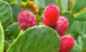 Findla: Harnessing the Healing Power of Prickly Pear for Your Well-being